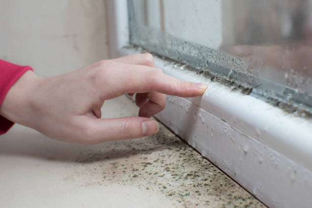 Best HVAC Mold Inspection and Cleaning  in Elfers, FL