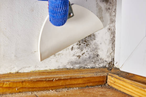 Best Mold Documentation for Insurance Claims  in Elfers, FL